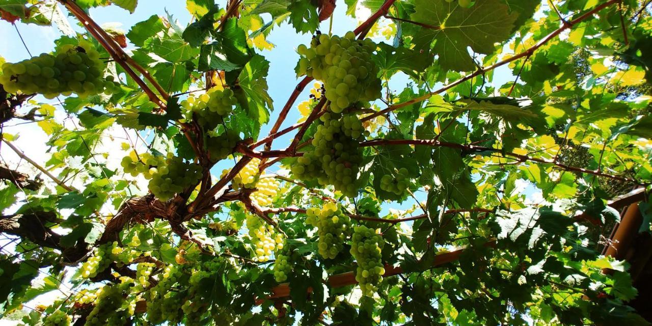 Agricamping Ponteraggio N.1 Hotel Dolceacqua Eksteriør billede