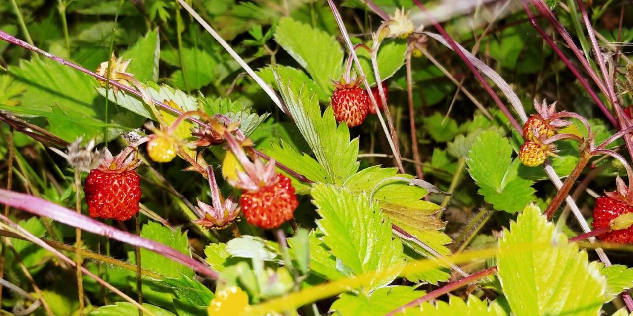Agricamping Ponteraggio N.1 Hotel Dolceacqua Eksteriør billede