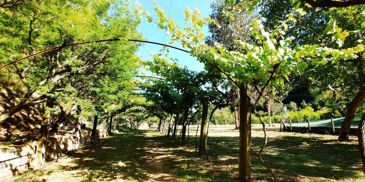 Agricamping Ponteraggio N.1 Hotel Dolceacqua Eksteriør billede
