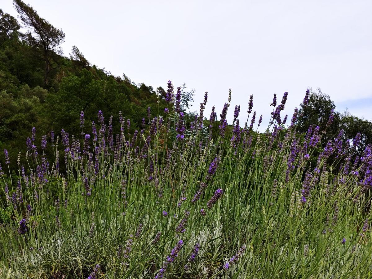 Agricamping Ponteraggio N.1 Hotel Dolceacqua Eksteriør billede