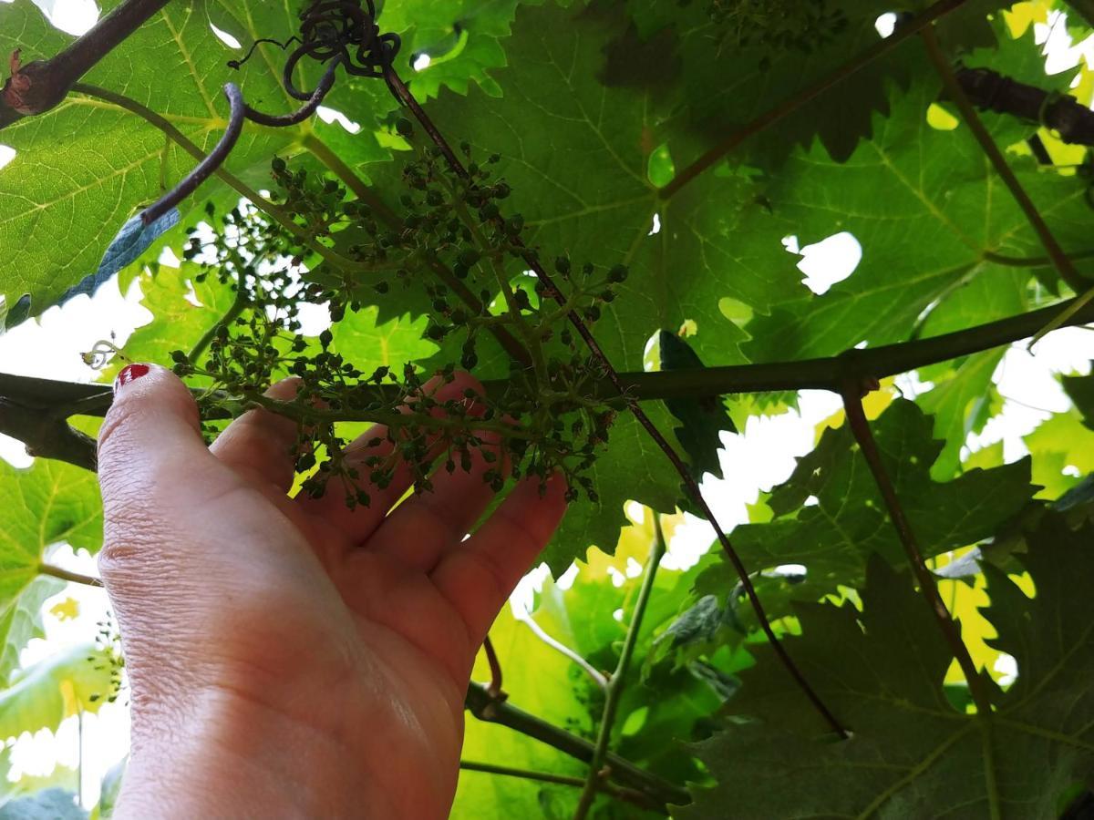 Agricamping Ponteraggio N.1 Hotel Dolceacqua Eksteriør billede